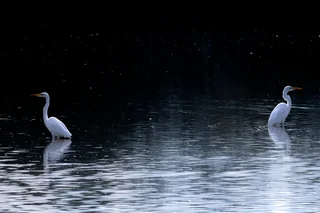 Great Egrets at Daewn
