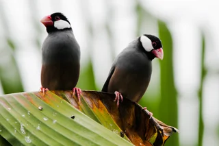 Java Rice Birds