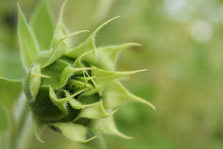 Juvenile Sunflower