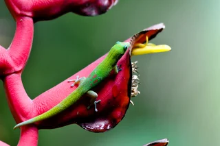 Geco on a Bird of Paradise