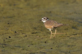 Snowy Plover