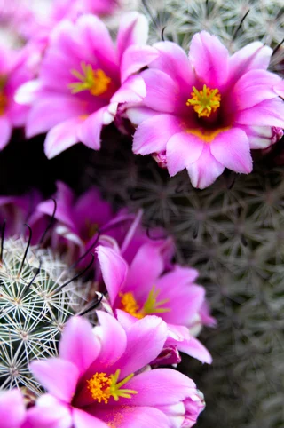 Pincushion cactus, because, you know, needles
