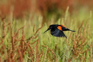 Red Winged Blackbird