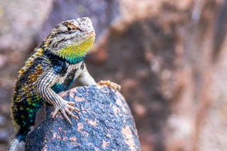 Spiny Lizard