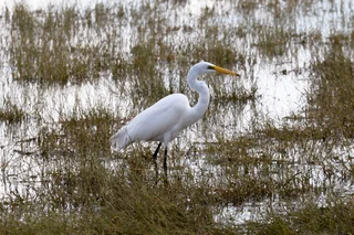 Great Egret