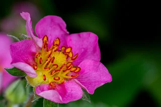 Strawberry Blossom