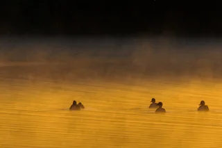 Ducks at Dawn